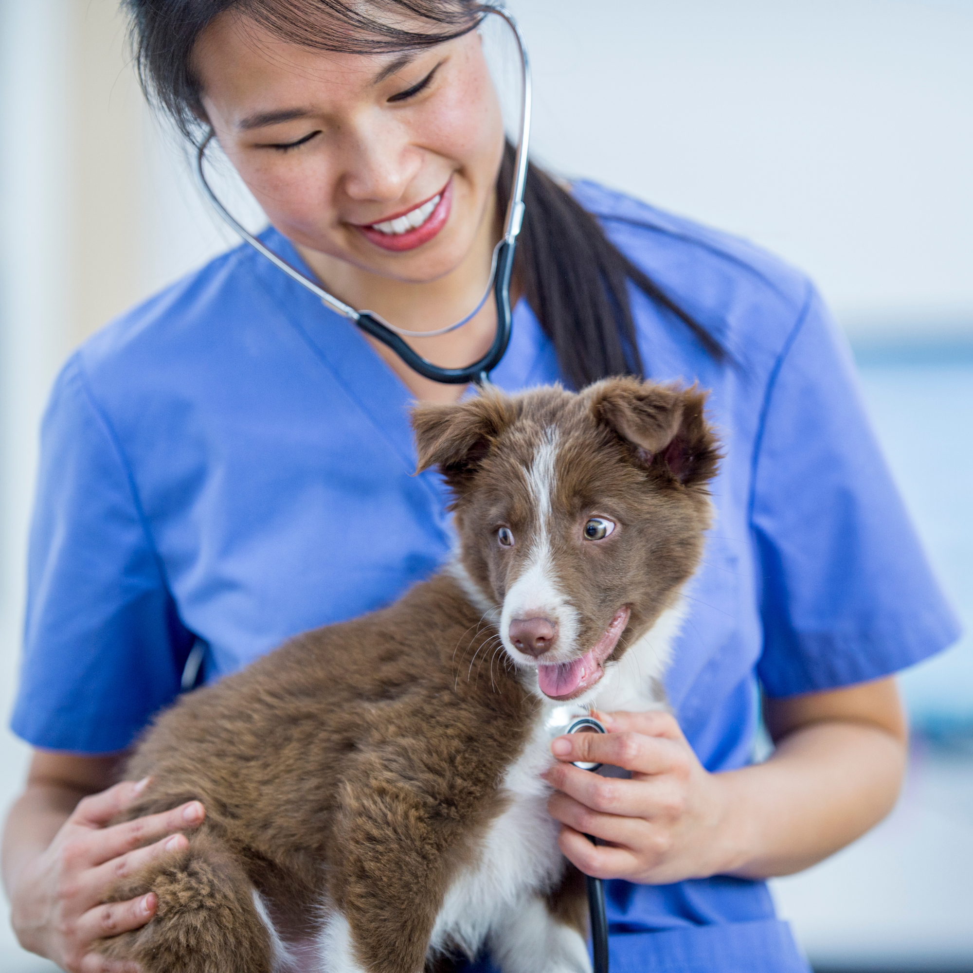 Vêtements pour vétérinaire